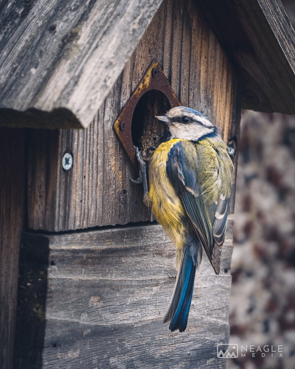 NeagleMedia's tweet photo. A photo from earlier in the year 🐦 #birdhouse #birdhouselove #bird #bluetit  #gardenbird #gardenbirdsuk #gardenbirdsofbritain #photography #wildlifeinthegarden https://t.co/ibsJKZCNPH