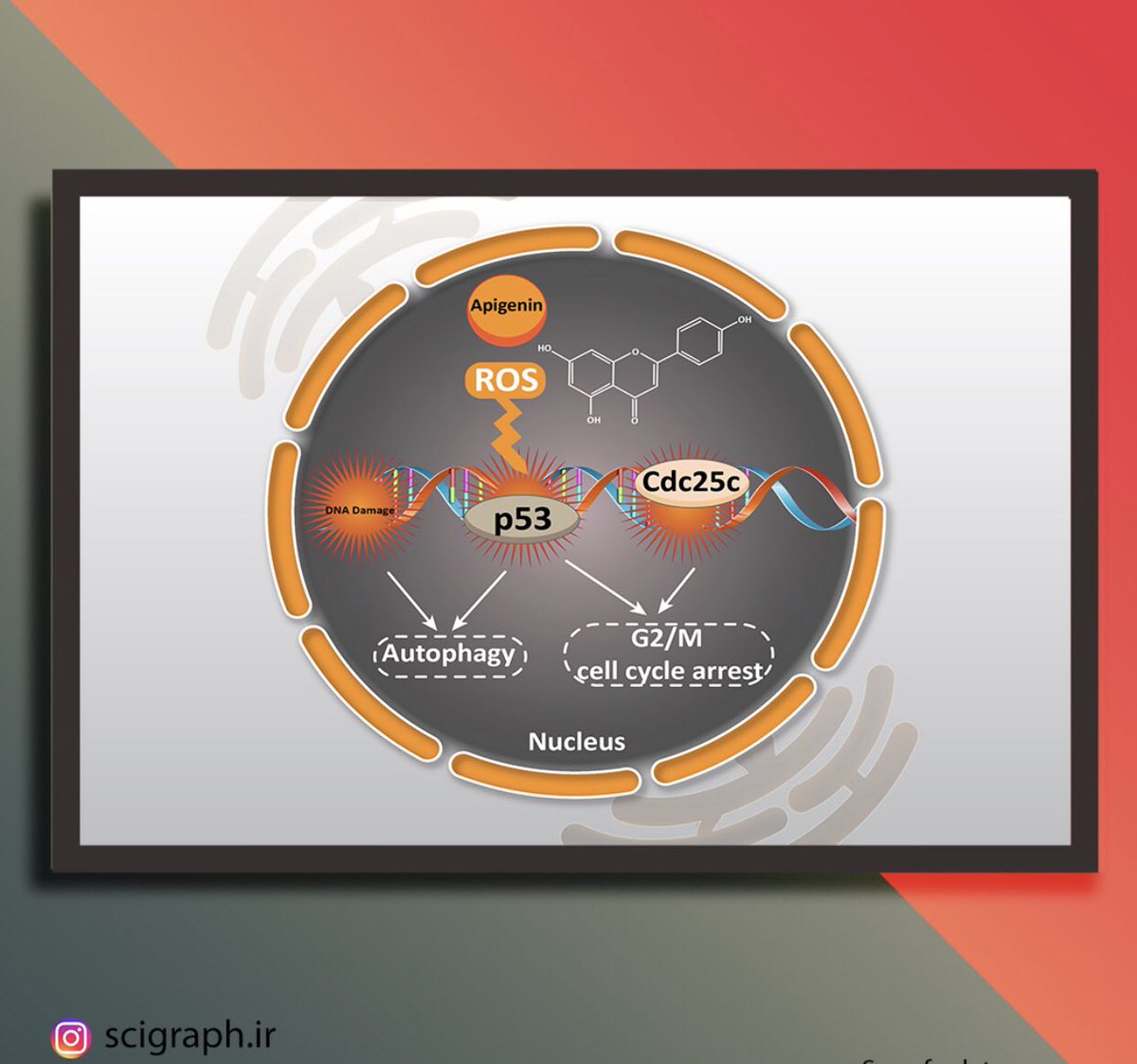 SafariScigraph's tweet photo. #Apigenin as TumorSuppressor in Cancers: #Biotherapeutic Activity, Nanodelivery, and Mechanisms With Emphasis on Pancreatic #Cancer
https://t.co/DYzQLLA8Vn
- Published in "Frontiers in Chemistry",   Volume 8, Article 829  
- Impact factor: 4.9

#Cell #bioart #ScienceTwitter #bio https://t.co/bpeVTyGK4e