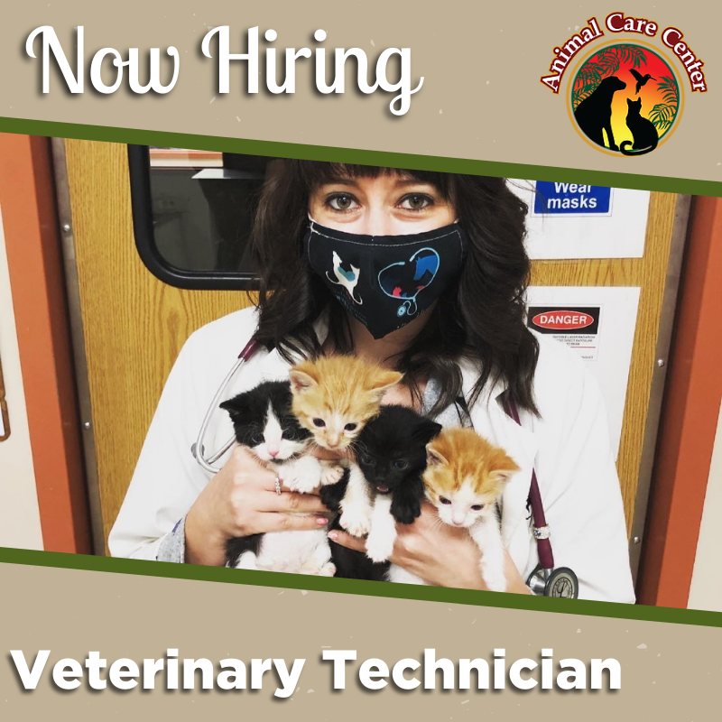 AnimalCareVet's tweet photo. Is your dream to be a #VetTech and work with dozens of animals a day? We're #hiring! Click here to apply: https://t.co/S1h1XKtq7t https://t.co/p53tEfCgnK