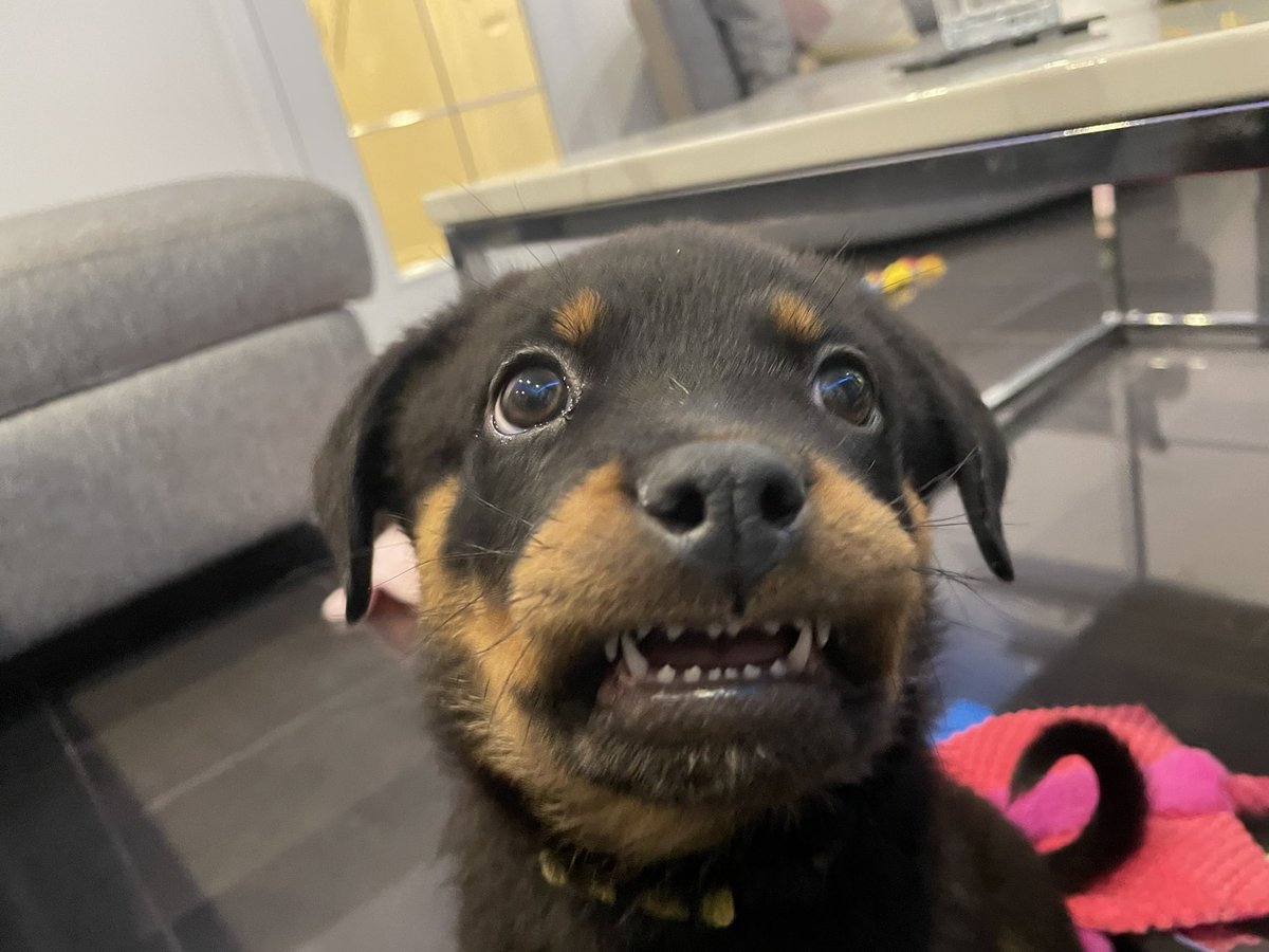 mischiefanimals's tweet photo. baby fangs https://t.co/QB7Sl8lO7k