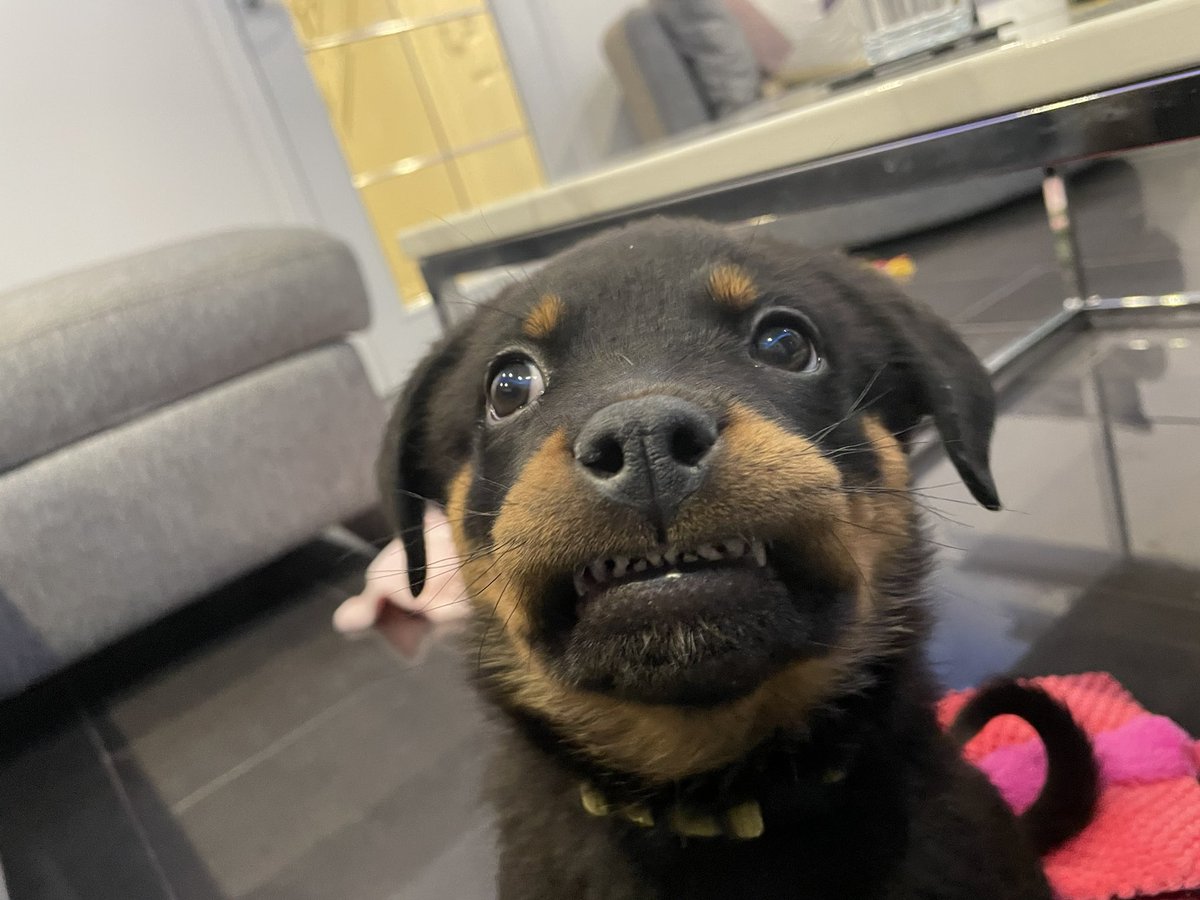 mischiefanimals's tweet photo. baby fangs https://t.co/QB7Sl8lO7k