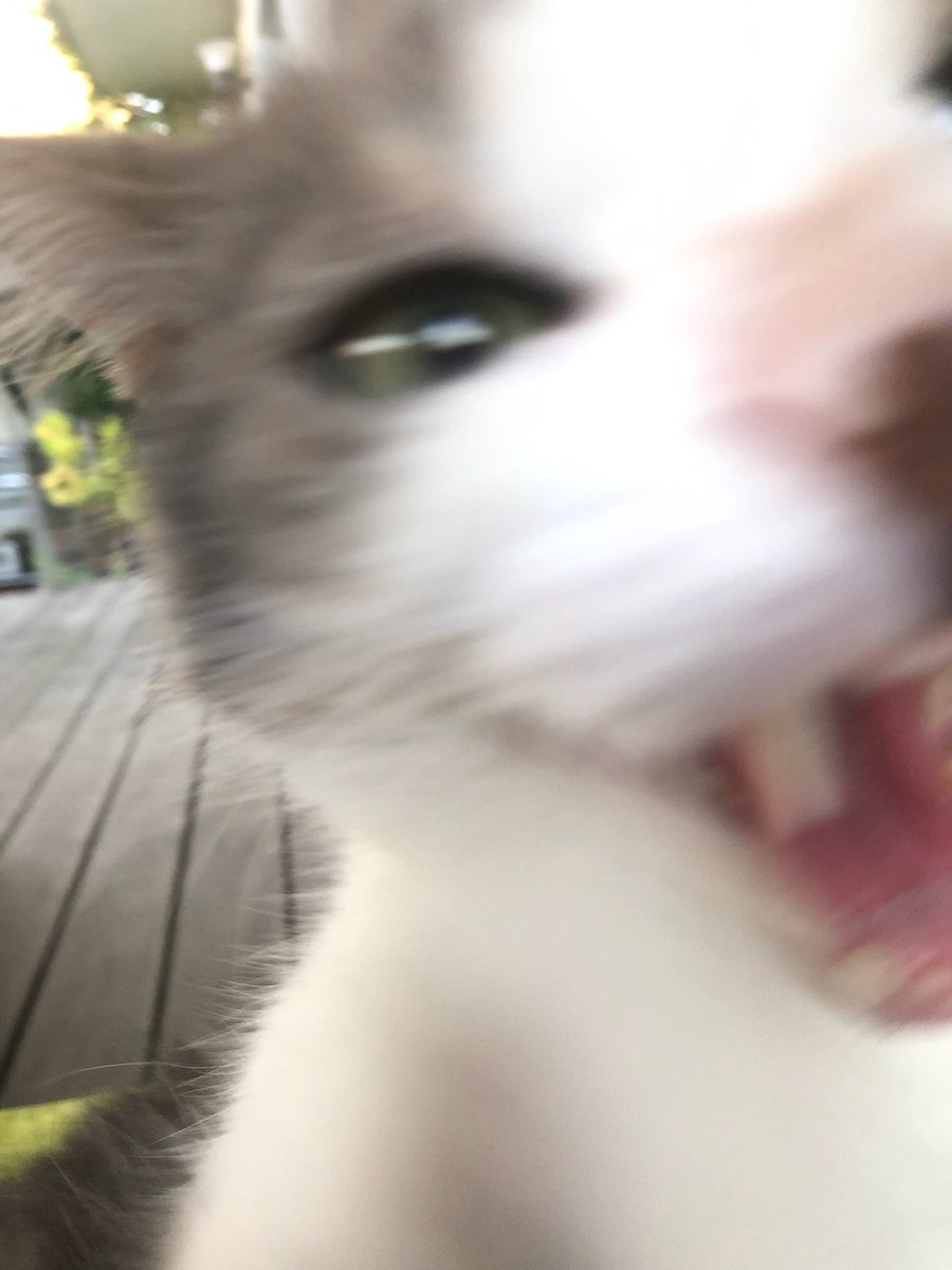 mischiefanimals's tweet photo. blurry fangs https://t.co/V62ZRnwnmQ