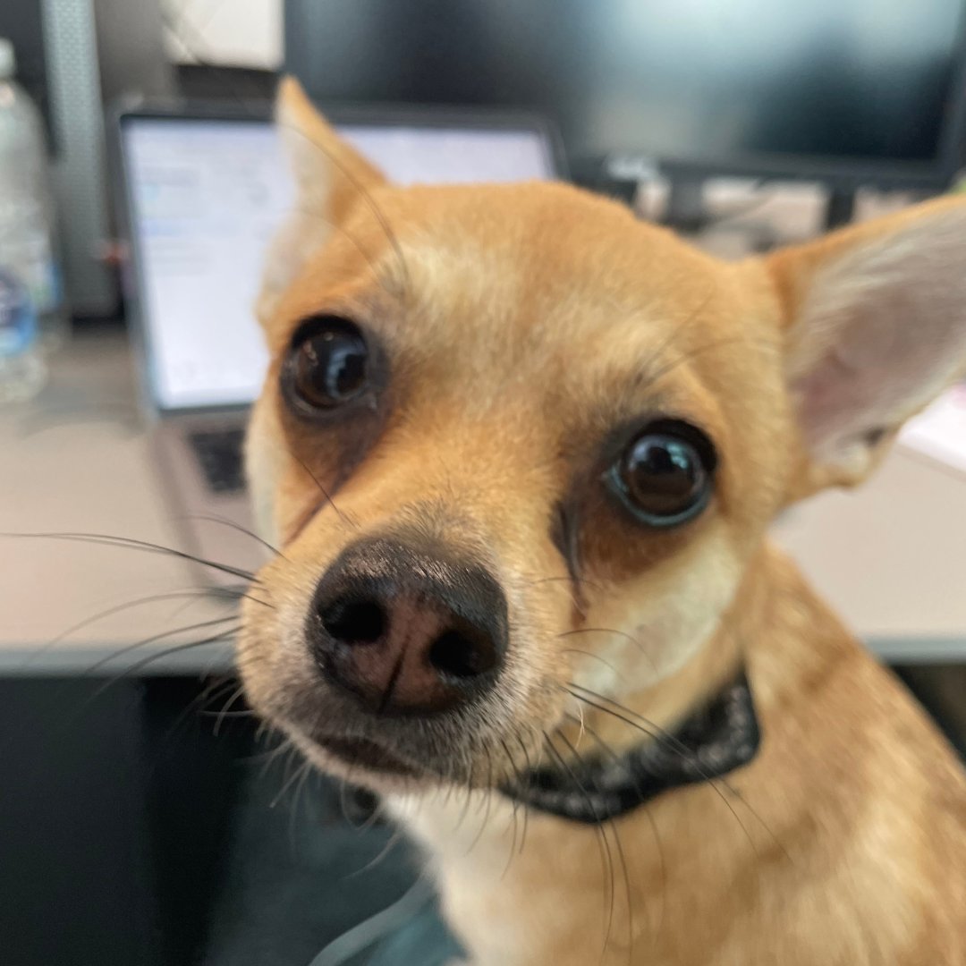 Happy Friday from the cutest web developer!! 🦊 ​. ​. ​. ​. ​#officedog #tgif #nibusiness #belfast #webdev #webdevelopment #smallbusiness