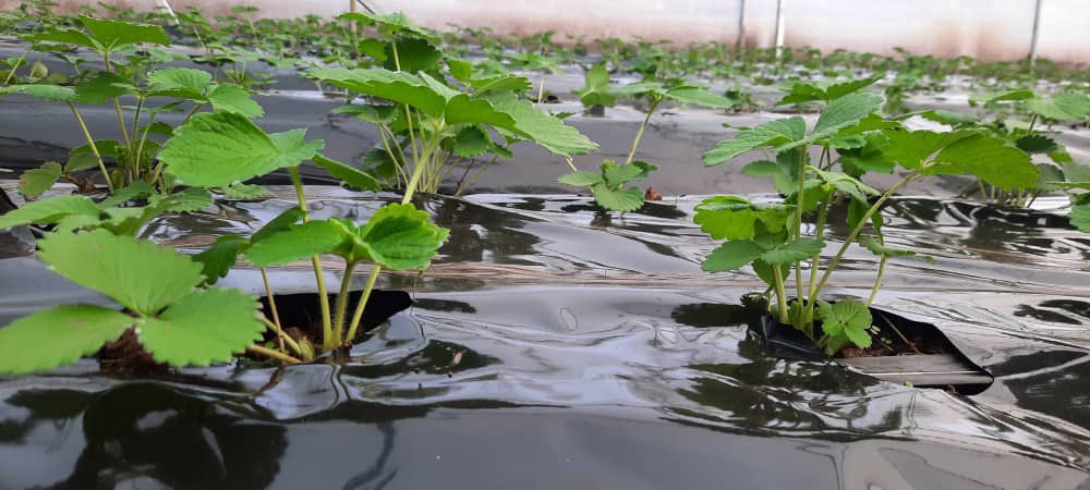 Inkeri_nziza's tweet photo. Hello Twitter! We are new here, and run a small farm in Masaka, Kigali/Rwanda. We are “Novelty Crop Demonstrations Ltd”, and we are pleased to introduce to you our first crops “Dutch strawberry varieties”, grown in greenhouses on Rwandan soil. https://t.co/37tKJzSKPD