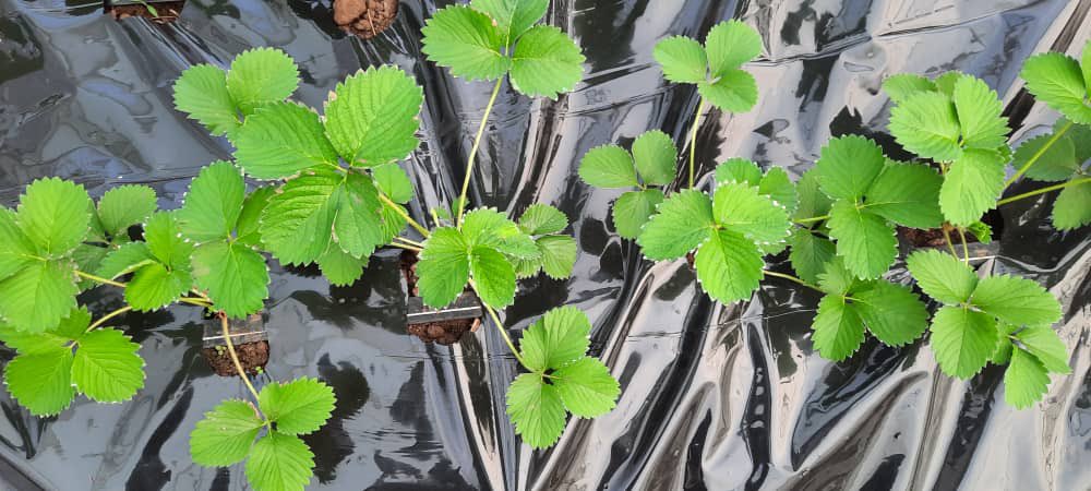 Inkeri_nziza's tweet photo. Hello Twitter! We are new here, and run a small farm in Masaka, Kigali/Rwanda. We are “Novelty Crop Demonstrations Ltd”, and we are pleased to introduce to you our first crops “Dutch strawberry varieties”, grown in greenhouses on Rwandan soil. https://t.co/37tKJzSKPD