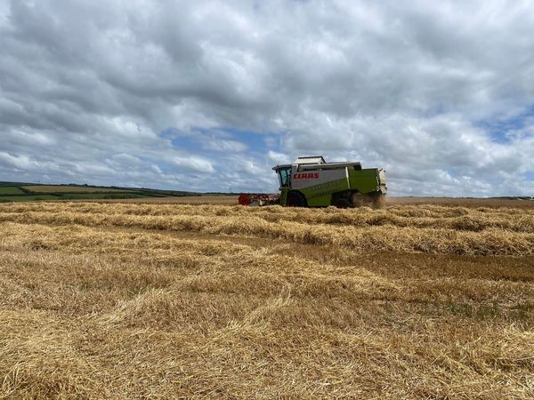 Pearce Seeds LLP tweet media