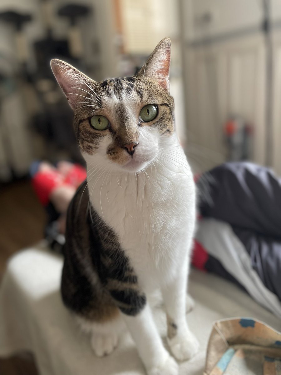 caamiilleeds's tweet photo. 🐱🧶 https://t.co/H9ZAFpS6kT