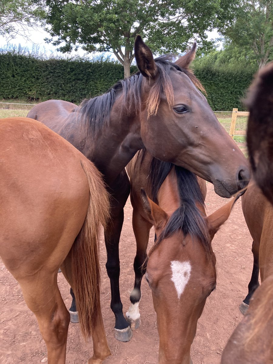 Hanging out with the youngsters at Dason Court. @thomsymonds. Where are the carrots and apples? #foals #futurewinners