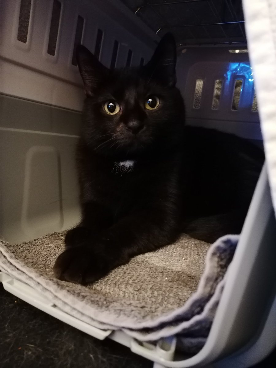 PixelKatze_'s tweet photo. @GermanLetsPlay #GLPKatze

Luzifer (schwarz), 3Jahre alt, EHK.
Wurde mit der Flasche aufgezogen❤️

Und Shira (weiß, grau) heißt bei uns allerdings Miezi, 2Jahre alt, EKH.
Haben wir aus dem Tierheim dazu geholt ❤️ https://t.co/a5oJGhVfpP