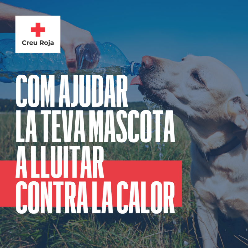 CreuRojaGirona's tweet photo. La teva mascota també pateix les altes temperatures. 
Aquí teniu algunes recomanacions per millorar les seves cures i combatre la calor. #OnadaCalor