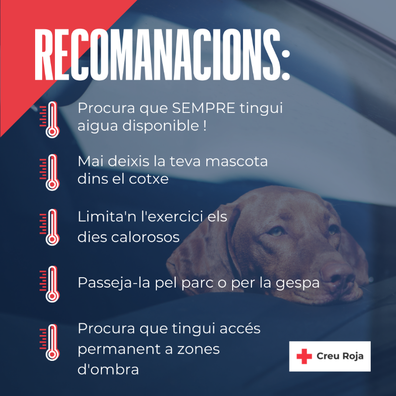 CreuRojaGirona's tweet photo. La teva mascota també pateix les altes temperatures. 
Aquí teniu algunes recomanacions per millorar les seves cures i combatre la calor. #OnadaCalor