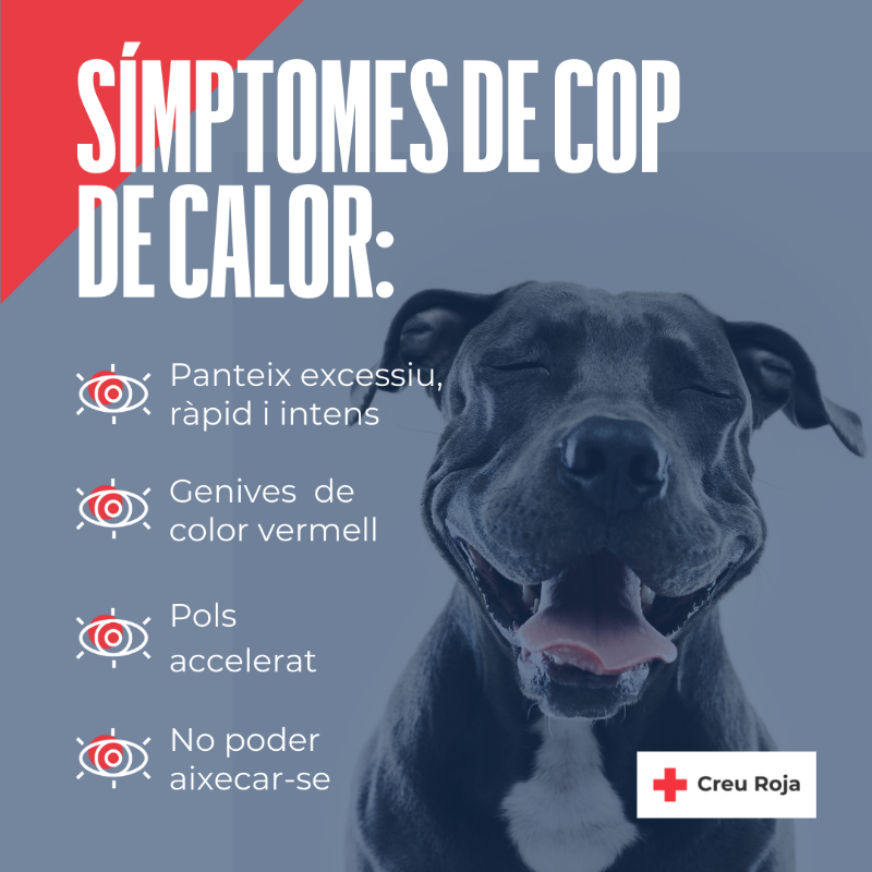 CreuRojaGirona's tweet photo. La teva mascota també pateix les altes temperatures. 
Aquí teniu algunes recomanacions per millorar les seves cures i combatre la calor. #OnadaCalor