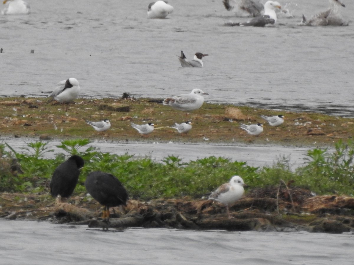 Grahame Hopwood (@whisbynatureres) on Twitter photo Its been a good year for Little Terns at Whisby, with another 5 on Teal Lake this afternoon. <a href="/LWTWildNews/">LWT Wild News</a> <a href="/Lincsbirding/">Lincsbirding</a> Its been a good year for Little Terns at Whisby, with another 5 on Teal Lake this afternoon. <a href="/LWTWildNews/">LWT Wild News</a> <a href="/Lincsbirding/">Lincsbirding</a>