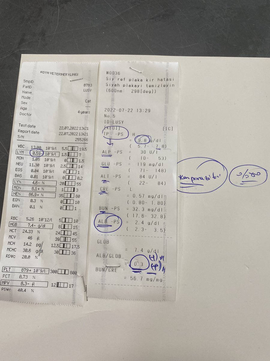 Lucy kuru #fip sahıbı 5 ci kattan düşmesine ragmen basını cevırıp bır bakmadı bile 1 aydır herşeyı ile ılgilenıyordum neyı varsa tedavı ettırdım ne yaZıkkı bugun hem kan parazıtı oldugunu hemde fip oldugunu ögrendım  ben bu yükün altından asla kalkamam  lütfen ona destek olun