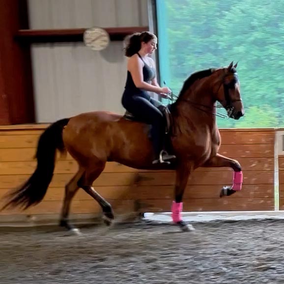 MorganShowcase's tweet image. By WC Merriehill After Hours GCH and out of a daughter of Treble's Unchained Melody, this 3YO gelding has the good looks and great mind to be a star for many years to come! See him at the New England Regional this week!
morganshowcase.com/laing_hill_bay…

#MorgansForSale #NEMHS