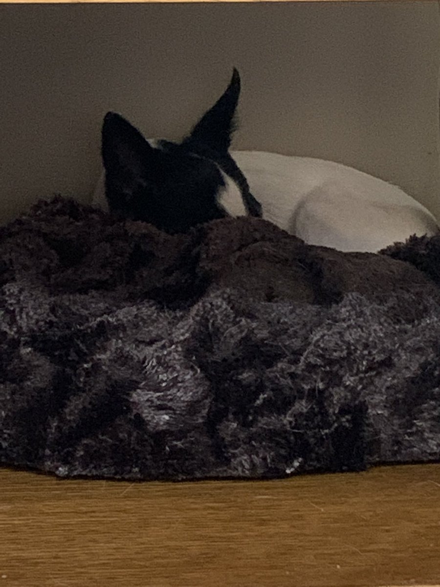 Puppymom91's tweet photo. I, Princess Di-Di have the best siestas in my she shed under the end table. Have a pawtaztic day, eberypawdiez! Loviez and kizziez! ❎🅾️💖😘💞🤗🐾👑😴🌸🥰 #dogsoftwitter #princessdidi #mysheshed #tripawdlife #tripawdchihuahua #rescuechihuahua https://t.co/XRVOJrIUzg