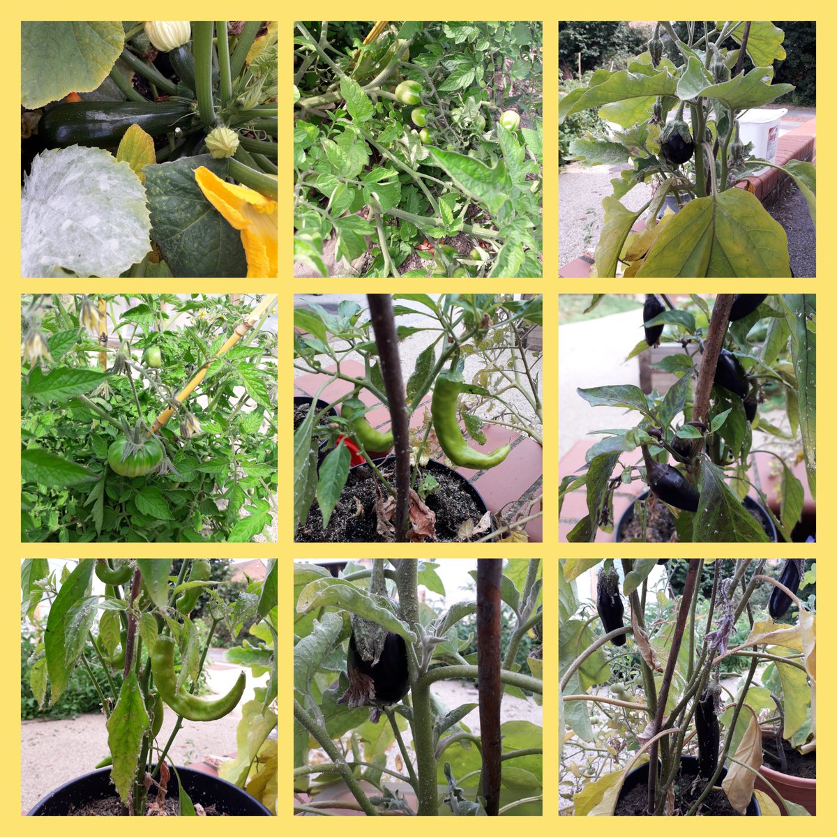 BDBFood's tweet photo. Update on the "Nature & Nurture" Gardening Club #BDBSchool. Courgettes, Aubergines, Cucumbers and Tomatoes are coming along nicely. @welovewoking #growingforwellbeing #growingvegetablesatschool https://t.co/A8S2mgwLJd