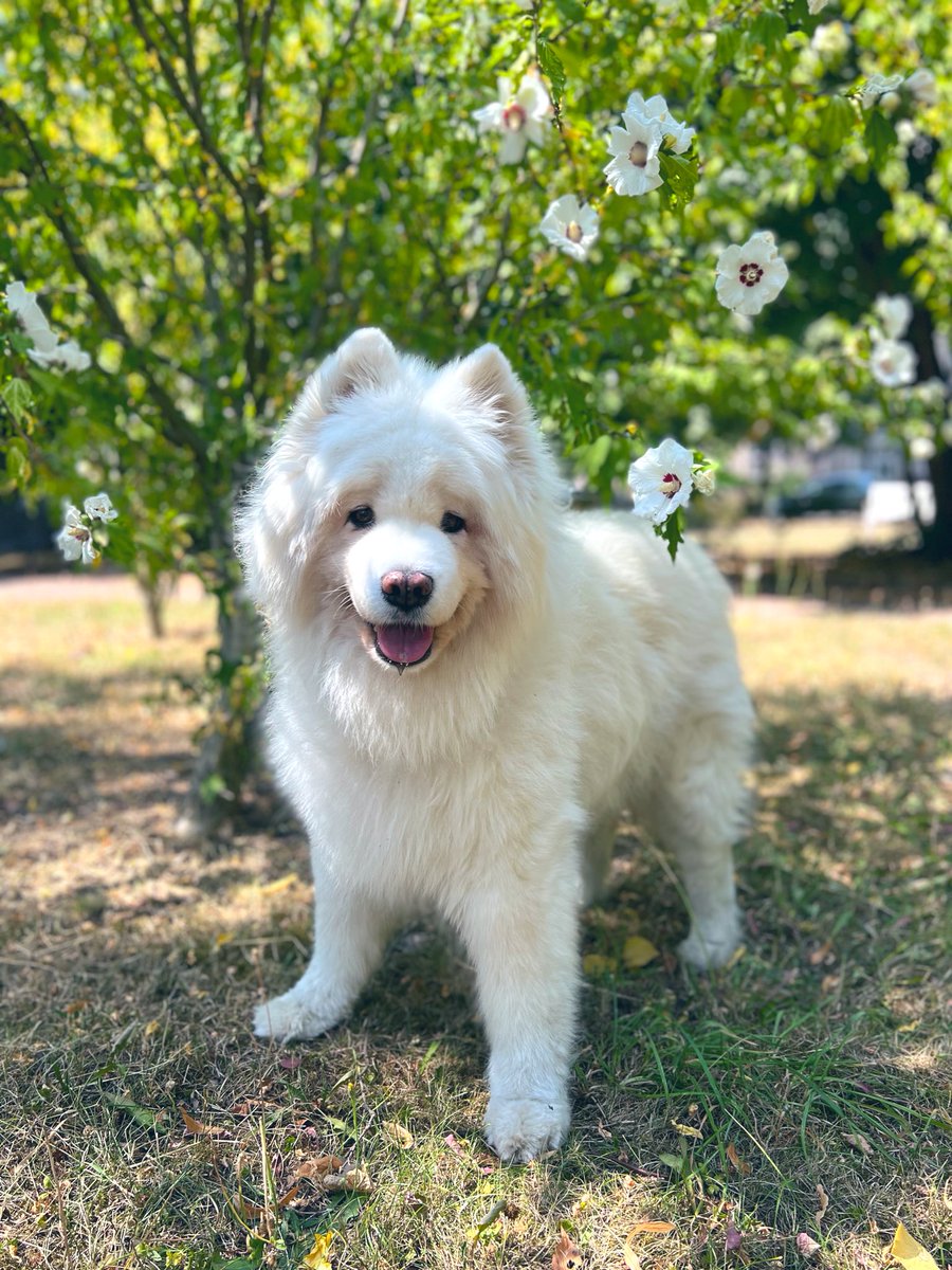 Minuralou's tweet image. Smilla strahlt mit ihren 14 Jahren noch so viel Lebensfreude aus. 🥹 Sie läuft neugierig durch die Welt, beobachtet alles um sich herum und steckt die Nase in jeden Busch. 🐶🌱 

Zu wissen „ihr geht’s gut“ macht mich so glücklich. ❤️