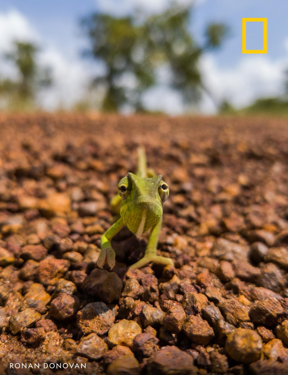 A montane side-striped chameleon ambles towards the camera in this image #ShotOnSnapdragon near Murchison Falls National Park, Uganda. Paid Content for <a href="/Snapdragon/">Snapdragon</a>