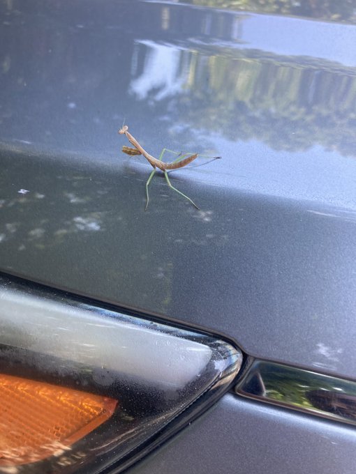 Is he poisonous? #SLR https://t.co/YIYkP7QVuE<a href="/tag/slr"class="tags">#SLR</a>