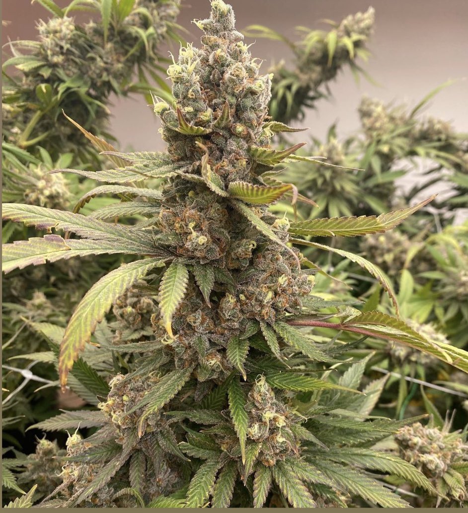 This beauty is bulking out and close to 🔪 #prada #bulking #hefty #shebig #CannabisCommunity #girlswhogrow #cannabisgirls #cannababes #womenincannabis #womeninweed #womenofweed #terpsfordays #followtheterps #organic #organicallygrown #livingsoil #beneficialbacteria #protozoa