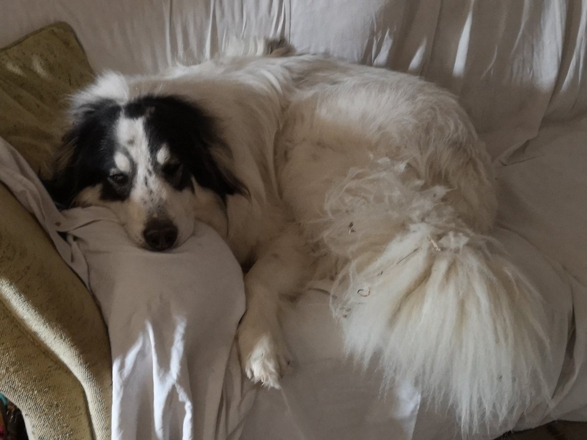marley_help's tweet photo. I'm not allowed.. Maybe they won't see me..
https://t.co/mu0fB4M5Wl

#helpmarley #aidemarley #pets #dogsoftwitter #dogs #patou #pyreneanmountaindogs #chiendemontagnedespyrénées #chiendemontagne #floofs #aideanimaux https://t.co/zaS1ire0lh