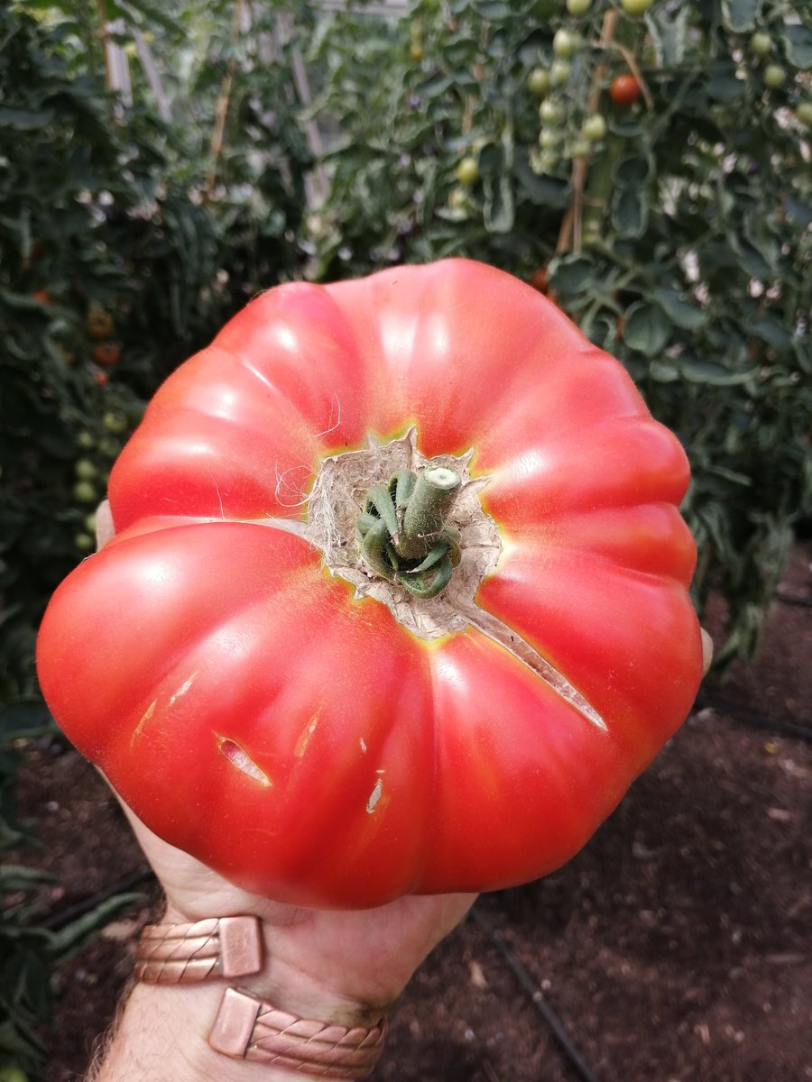 Beefsteaks beginning to get picked. Got a decent size on this 'Burlesque', I'm pleased as had a few changes from the norm with the tomato growing this year. Seed from @BurpeeEurope 🍅🍅🍅👌👌👌