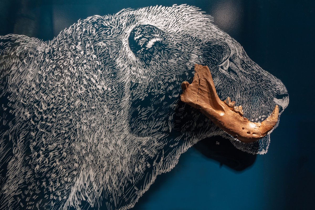 BOB Design tweet media