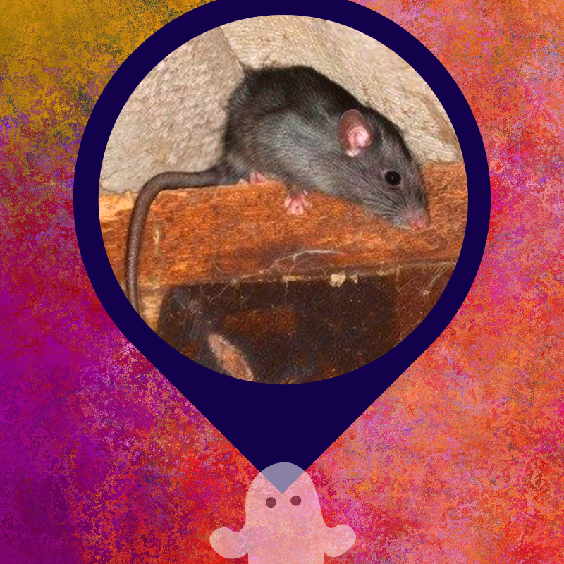 possiblyhaunted's tweet photo. Retweet w/ answer &amp; we'll read it in a future episode! 👻🔎

#phpodcast #possiblyhaunted #podcast #haunted #creepy #spooky #creepychicks #spookychicks #coven #unsolved #mystery #unsolvedmystery #atlanta #bleedinghouse #rat #anchor #spotify #googlepodcast #applepodcast #stitcher https://t.co/r0auvqd4uZ