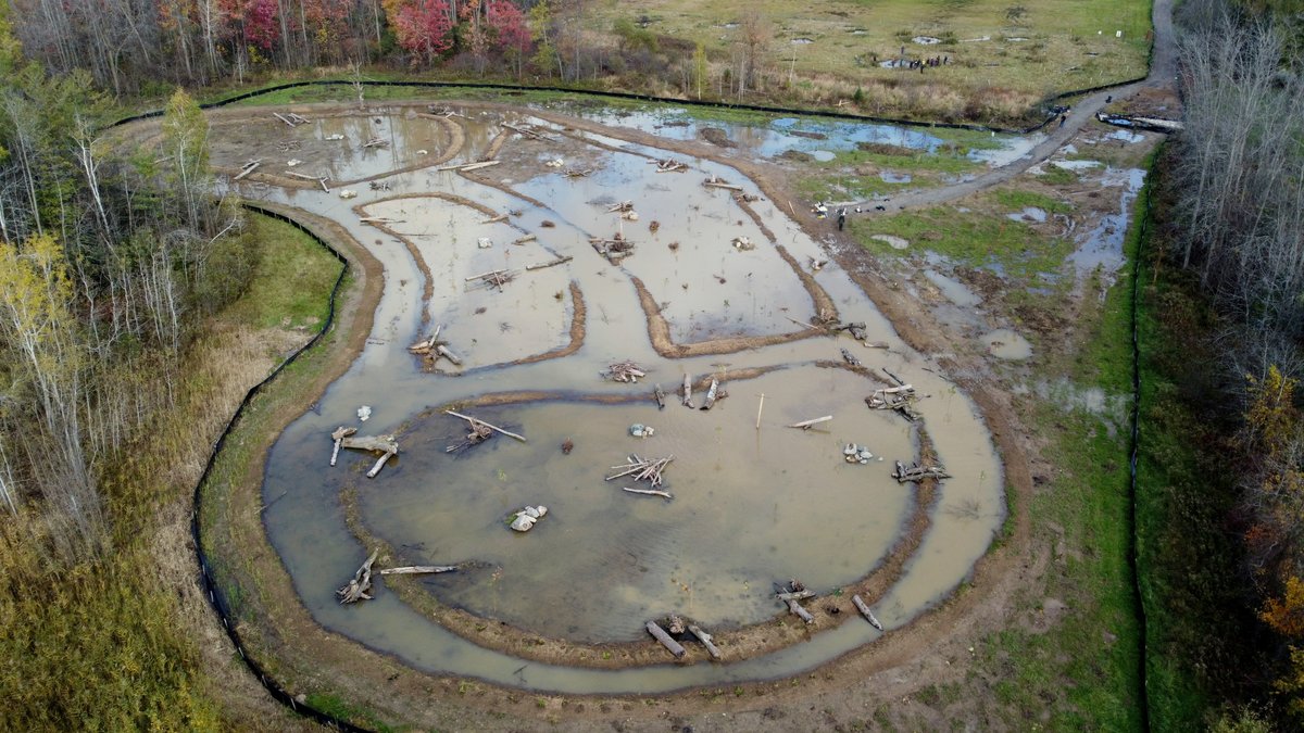 greenbeltca's tweet photo. The Greenbelt protects thousands of wetlands, and @ConservHalton is creating more!

The Flamborough Centre Park wetland restoration project has restored a former sports field into a marsh ecosystem with our support. 

Photos courtesy of @ConservHalton! ⬇️ 

#YourGreenbeltGuide🗺️ https://t.co/UEZIHkhEEE