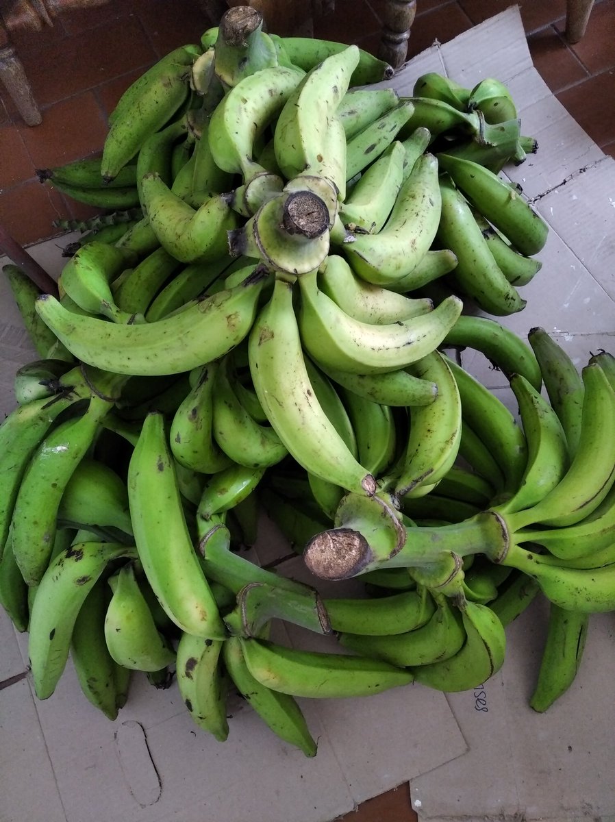 mayralgonz's tweet photo. Llegaron los plátanos 😋 https://t.co/uofSJmAN7N
