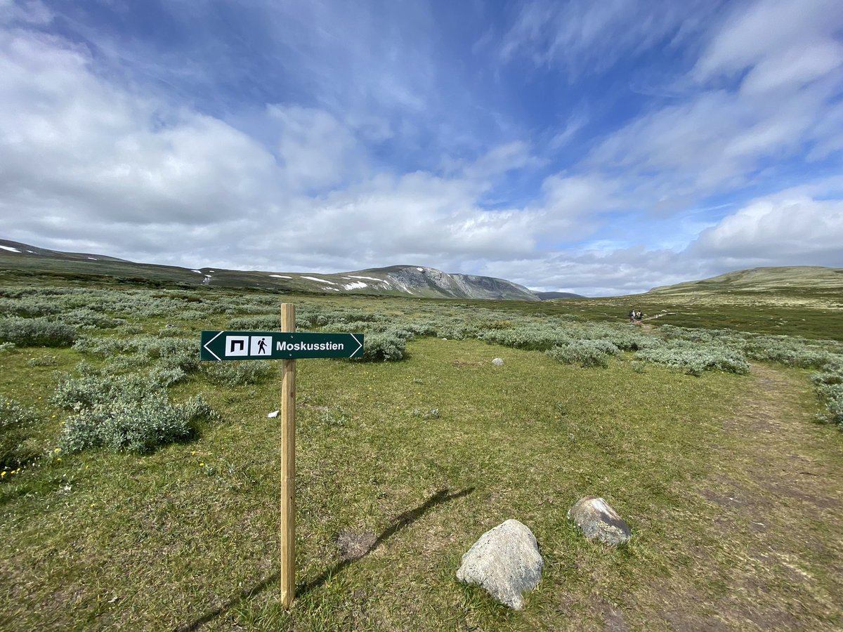 vixster1968's tweet image. #FingerpostFriday on the trail to find the elusive Musk Ox in #dovrefjell #Norway - we didn’t see any, but we had a cracking walk all the same!