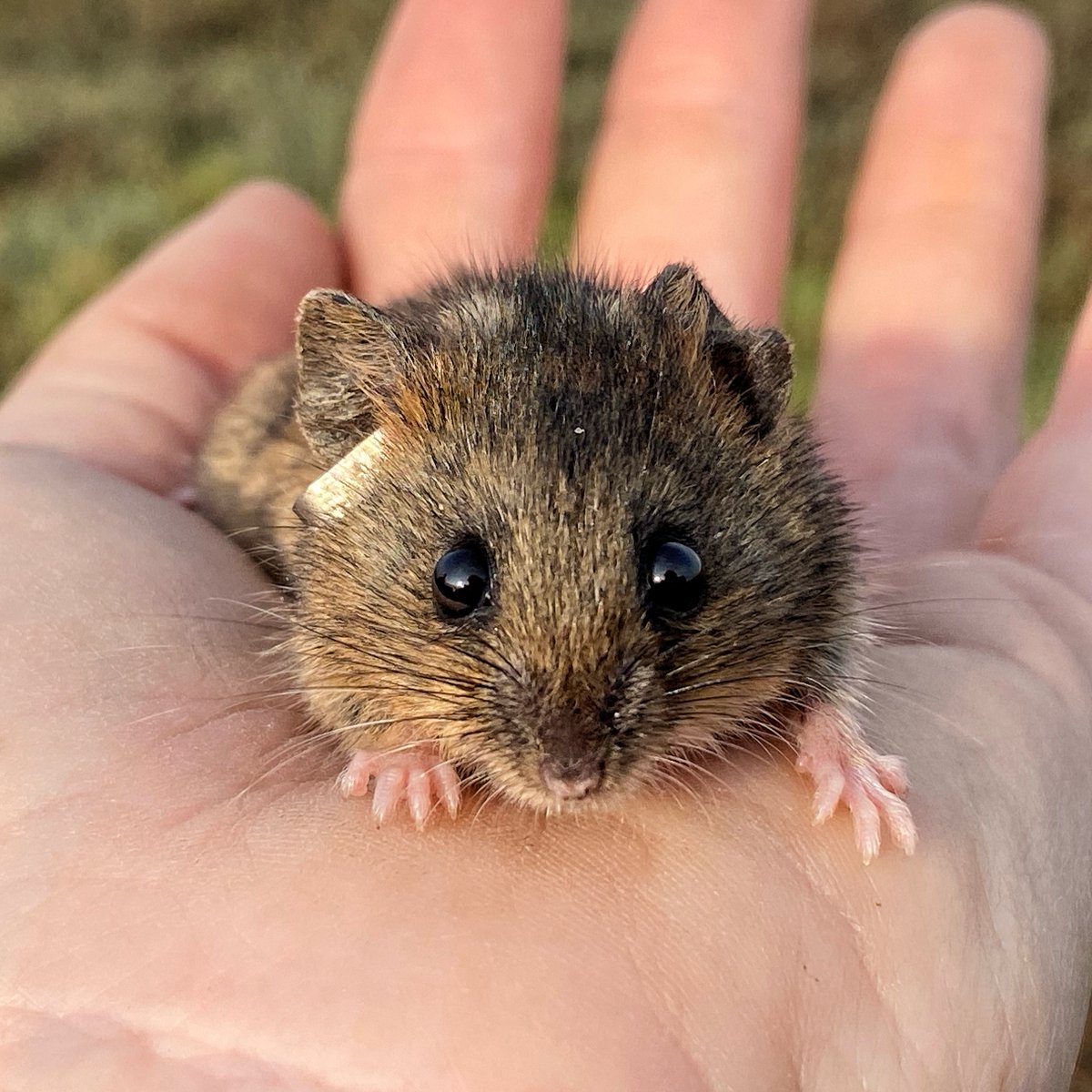 Did you know that @WRA_Inc, @CaliforniaDFW, #SuisunRCD, @USFWSRefuges, @USFWS #BayDelta, @EBRPD, @CA_DWR and many more are working together on the 1st ever Rangewide Survey for @TheSaltyMouse. In July and Aug we will be surveying about 100 areas! Watch this 🧵 for weekly updates!