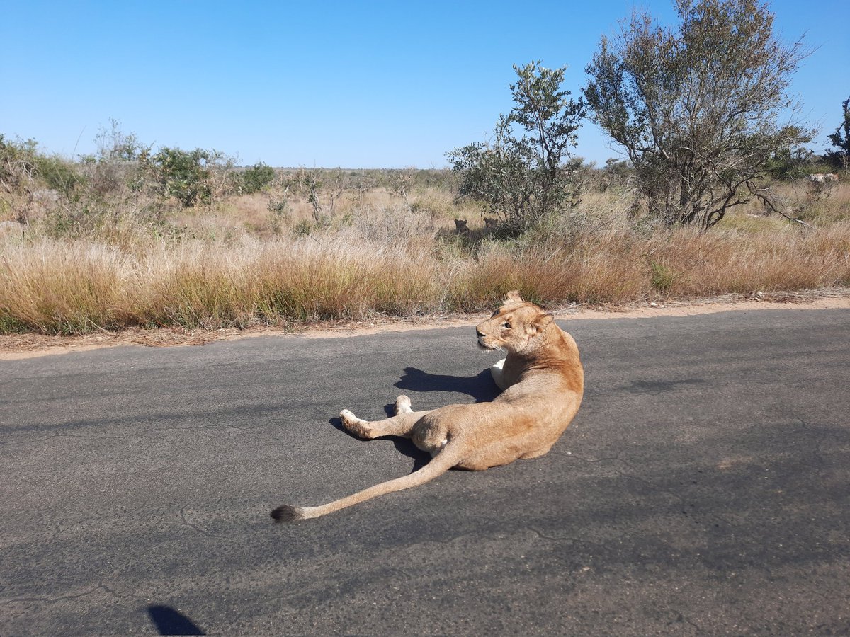 Tercia_S's tweet image. Week 3 burning firebreaks was quite uneventful due to sparse fuel. We had some cool sightings though. Photo credit: Shedron Mukhumo 😃🦓🦁🐃🐘