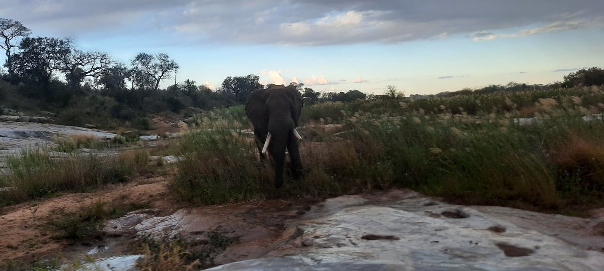 Tercia_S's tweet image. Week 3 burning firebreaks was quite uneventful due to sparse fuel. We had some cool sightings though. Photo credit: Shedron Mukhumo 😃🦓🦁🐃🐘
