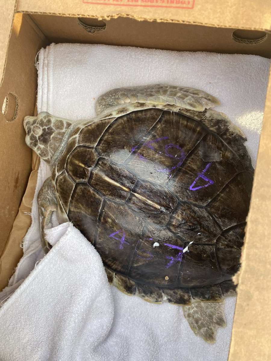citizensenviro's tweet photo. Perfect evening for a sea turtle release! Thank you @amseasorg for all the work you do to protect marine life. Swim Turtle Swim! #Loggerhead #KempRidleys #turtleRehab #JonesBeach #TurtleParty https://t.co/HY0G4eVp1d
