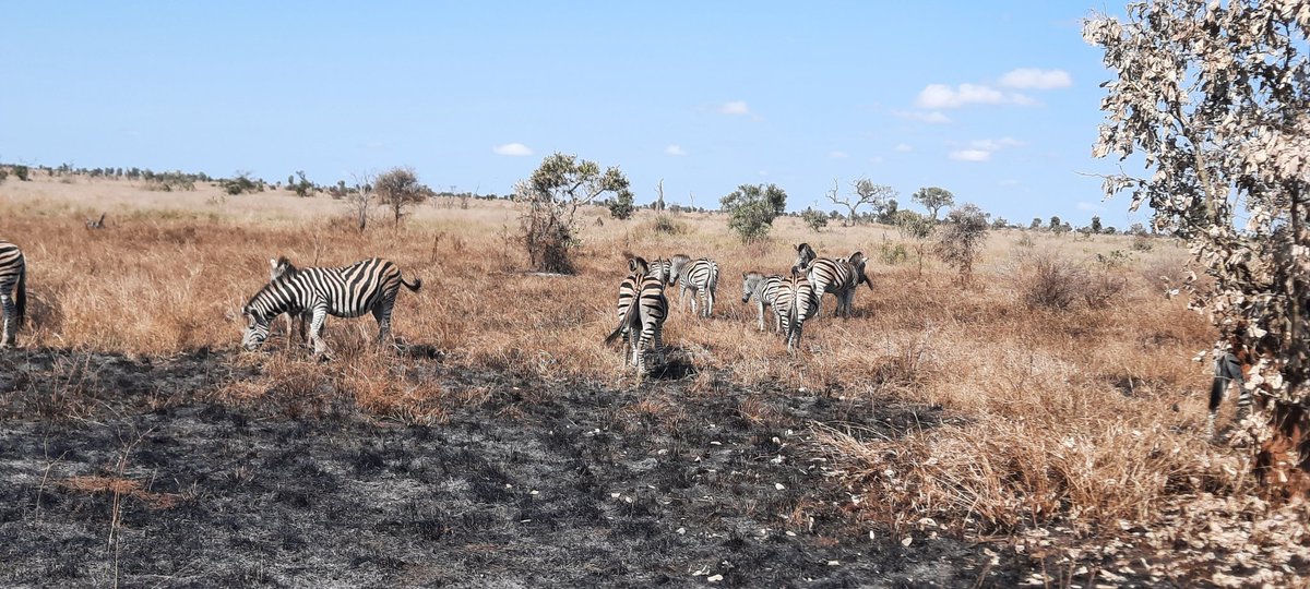 Tercia_S's tweet image. Week 3 burning firebreaks was quite uneventful due to sparse fuel. We had some cool sightings though. Photo credit: Shedron Mukhumo 😃🦓🦁🐃🐘