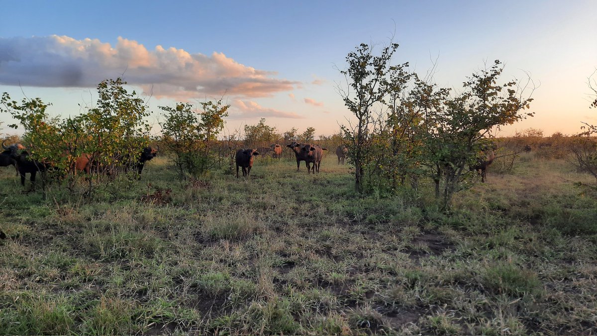Tercia_S's tweet image. Week 3 burning firebreaks was quite uneventful due to sparse fuel. We had some cool sightings though. Photo credit: Shedron Mukhumo 😃🦓🦁🐃🐘