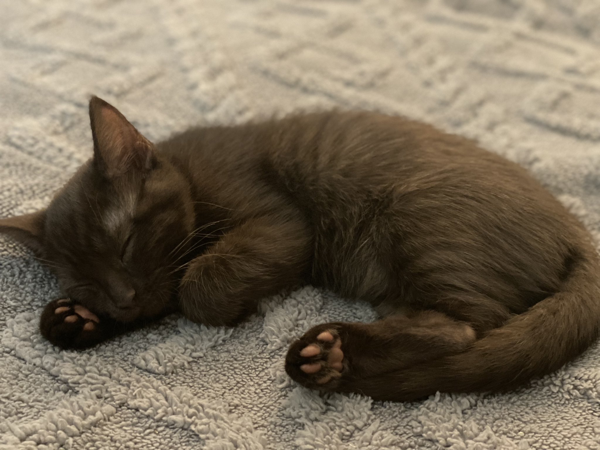 My little darling Penny 😇 #KittensOfTwitter https://t.co/nL1joWMA7T