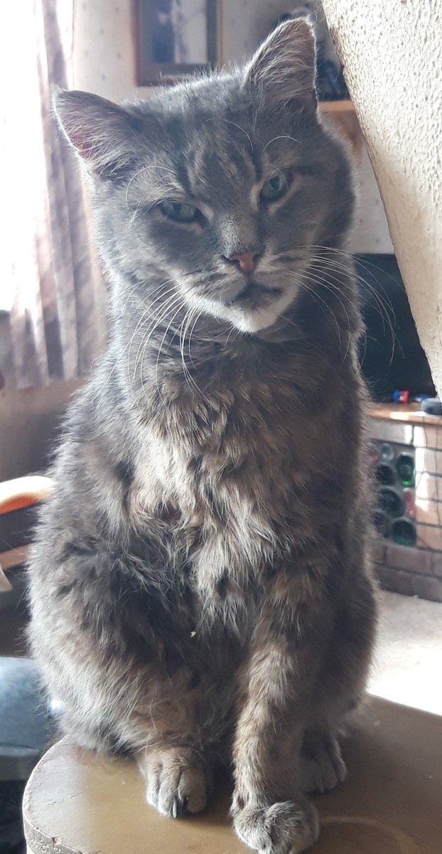 Brynllys1's tweet photo. Simba. #Cathod #Caturday #CatsOfTwitter https://t.co/WvTLCfC13q