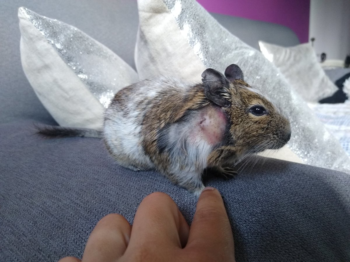 MoonMoon1994666's tweet photo. Then we just wait for a response from the vet🐁
#degus #smallanimals #degu #smallboy #animal #lovePets #pets #SmallPets #cute #Small #Diego #rodents #mypets #cutedegu #sweet #gnaver #mitkæledyr #hygge #cozy #happyboy https://t.co/1gIOhT5UU4
