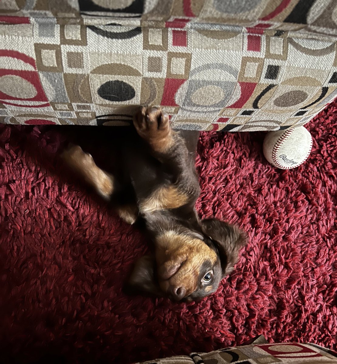 MichelMatlock's tweet photo. @DachshunLover ❤️🐾 https://t.co/7tQrD72PCK