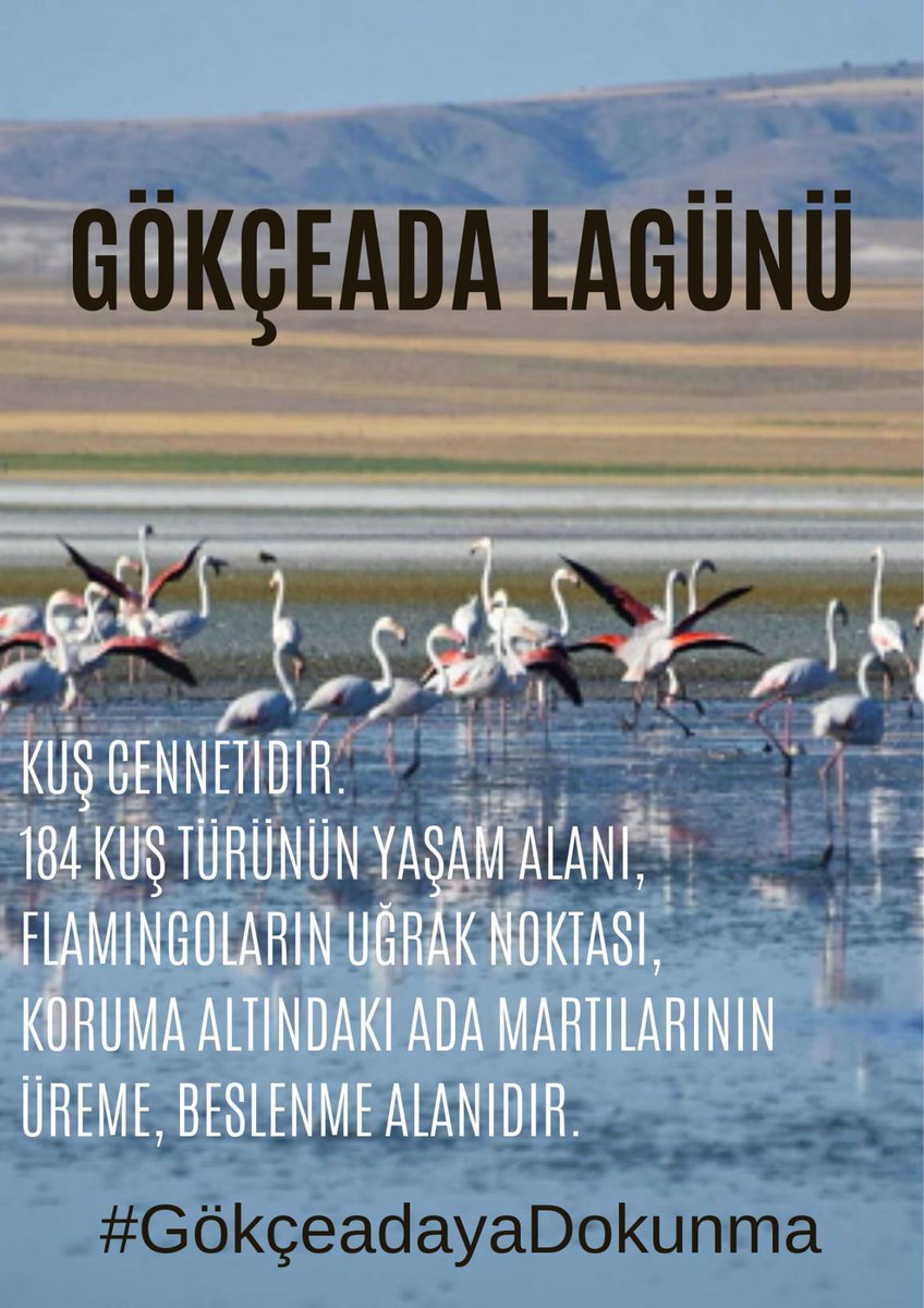 EkolojiKaz's tweet photo. Gökçeada Lagünü Kuş Cennetidir.
184 Kuş Türünün Yaşam Alanı, Flamingoların Uğrak Noktası,                                                        Koruma Altındaki Ada Martılarının Üreme, Beslenme Alanıdır.
#GökçeadayaDokunma https://t.co/izGGlUSUuZ