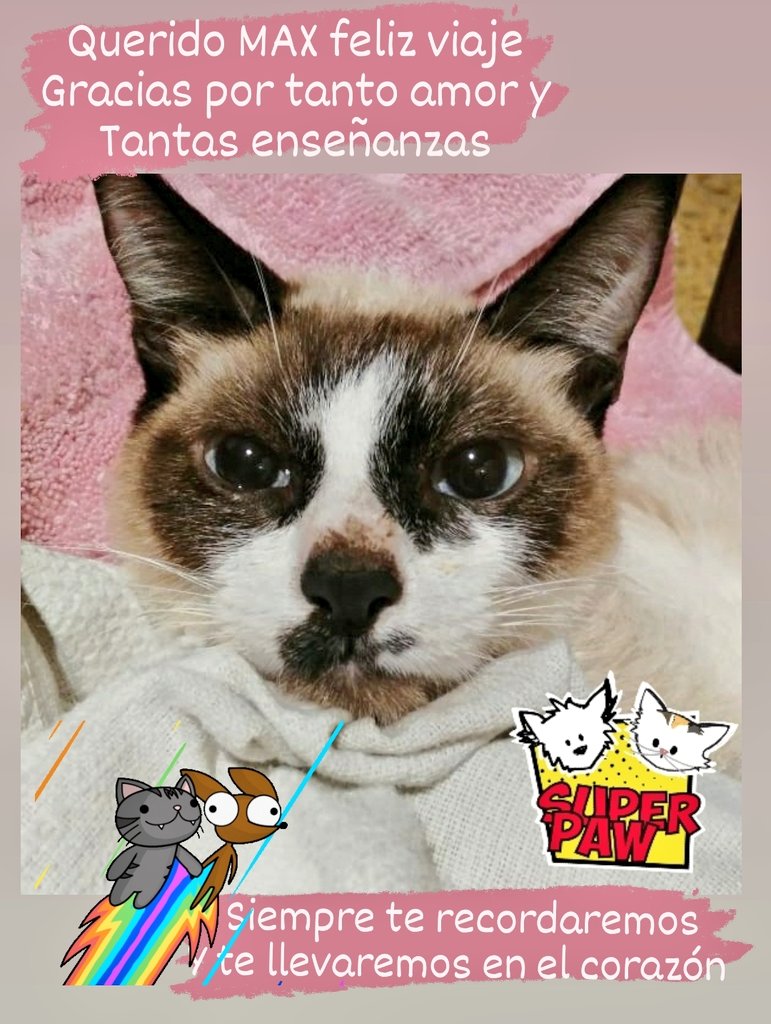 Aquello que en este plano se ha unido por amor, se extiende más allá del arcoiris. 
Gracias a Max por tus enseñanzas y el tiempo compartido 
Siempre te llevaremos en el corazón hermoso Maxito 🐱 
#DueloFamiliar #DueloAnimal  🌈 🐈 🐕 #AnimalSoulVibes 
instagram.com/p/CgUq1OsOW21/…