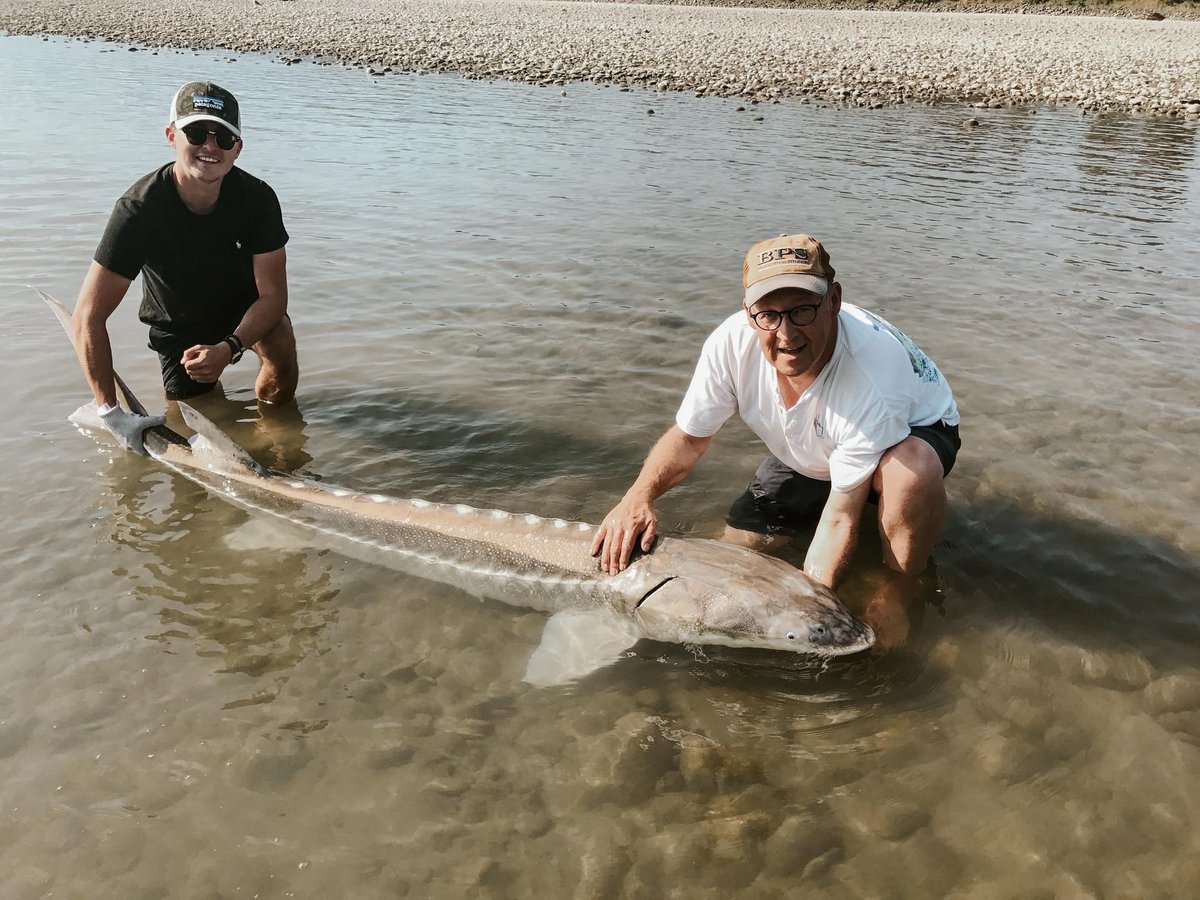 FraserRiverLdge's tweet image. Was your last catch this long?⁠
.⁠
.⁠
.⁠
#fishbc #fishing #fishinglife #sturgeon #whitestugreon #sturgeonfishing