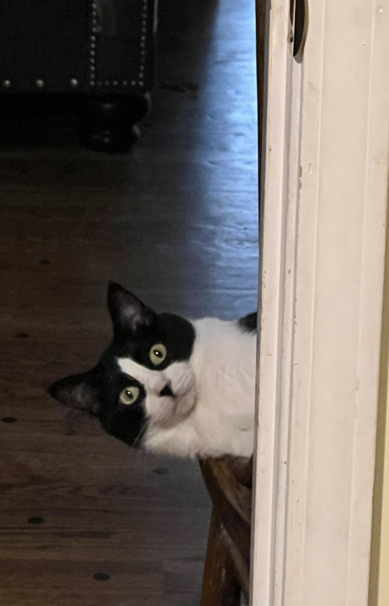 shylomademedoit's tweet photo. @BobbyDukeArts cit for cat https://t.co/wYLfDqqIZZ