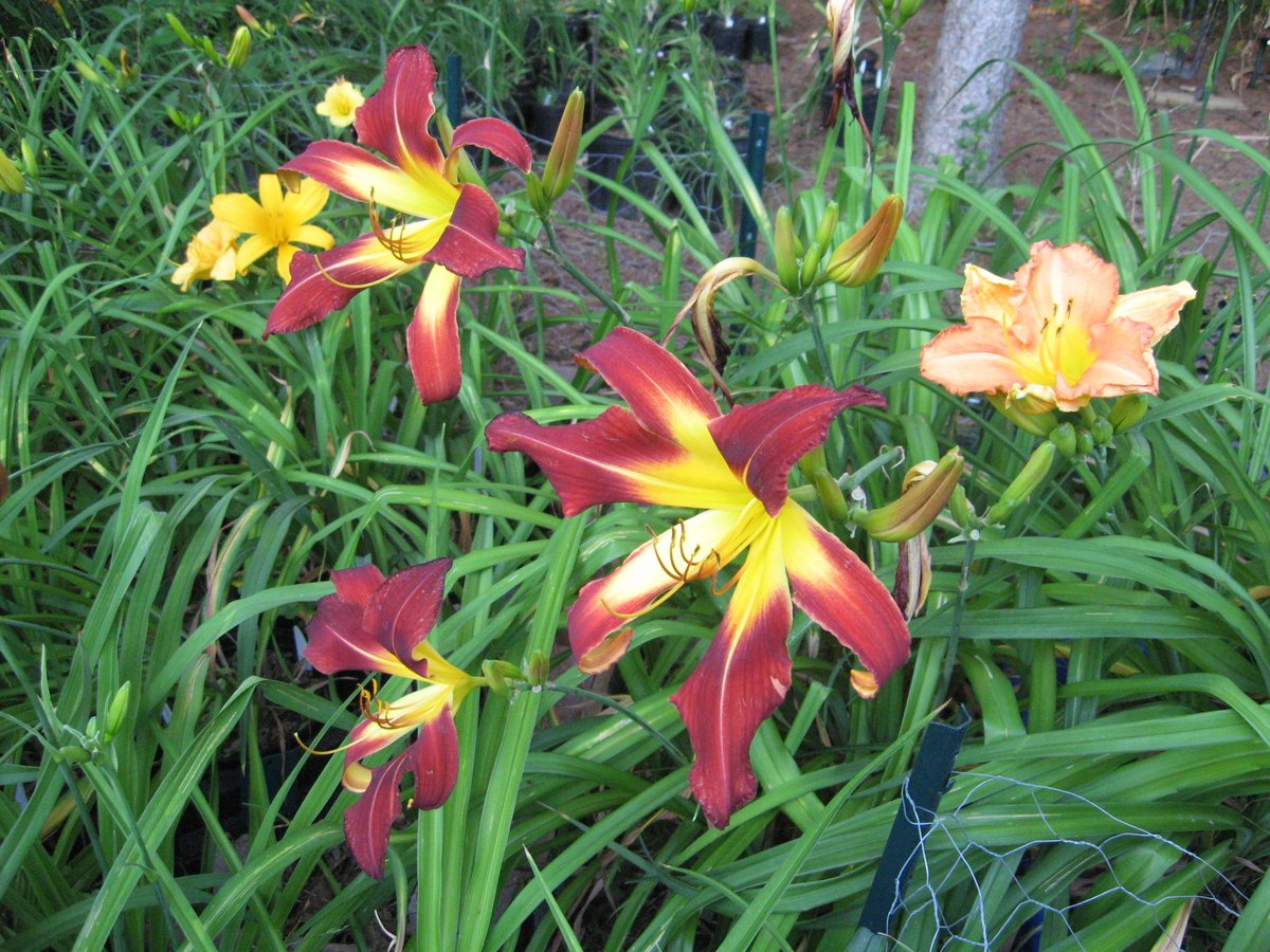 KathyPoetry's tweet photo. ๐ฟ๐ผ๐ฟ Here are some photos from one of my flower gardens. Many of these are #seedlings I've #hybridized myself. #flower #flowers #garden #flowergarden #gardening #daylily #daylilies #hybrid #hybridwork #hybridizer #July #floral #flowerphotography #Canada ๐จ๐ฆ https://t.co/WBenqjBBtv