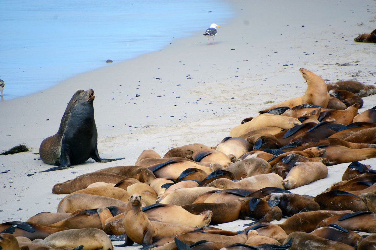 CHISNPS's tweet photo. He's a 10, but his breath smells like fish (and I think he's seeing other sea lions 👀👀)

When defending breeding territories, male California sea lions rely on a thick layer of fat called blubber for energy. For pinnipeds, having a #DadBod pays off!

Photo by NPS / Reuven Bank https://t.co/kLv73zex7N