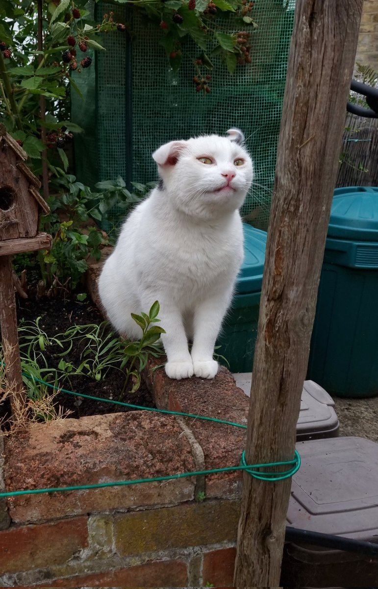 ScaredyCatCW's tweet photo. Hello friends! Survived the #UKHeatwave 😱🌞 ... It was horrible, I stayed inside the whole time ... And I haven't turned into a Scottish Fold, I was shaking my head and the camera caught me like that 😆😺 #Scaredy #CatsOfTwitter #Cat https://t.co/MOiMNUDQNH