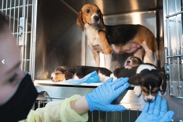 FOX5Vegas's tweet photo. Awwwhh! Photos have been released of the first 432 of approximately 4,000 beagles that were rescued from a breeding facility that sold the dogs to labs for animal experimentation.
MORE: https://t.co/PbvGRFDvLq https://t.co/iJVrZuSBLd